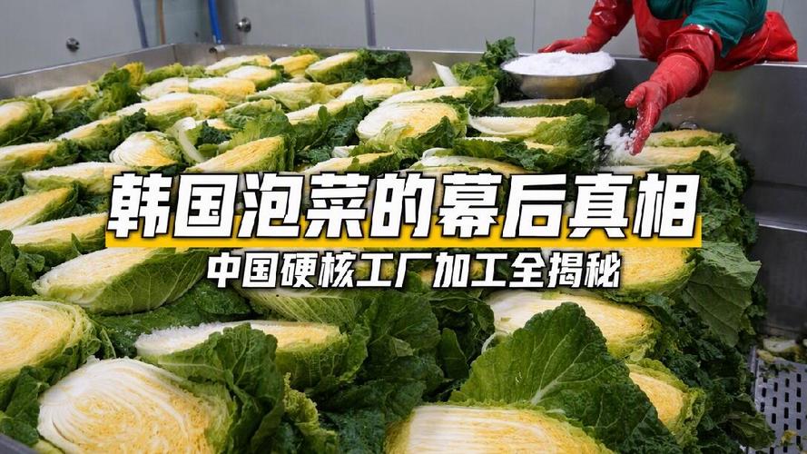 原来工厂是这样加工制作辣白菜的!看完涨知识了
